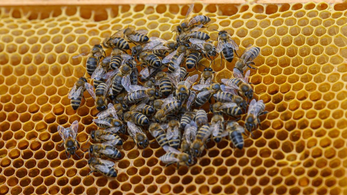 Jak přesný čich mají včely? Vědci je vycvičili, za vteřinu poznají pacienta s covidem
